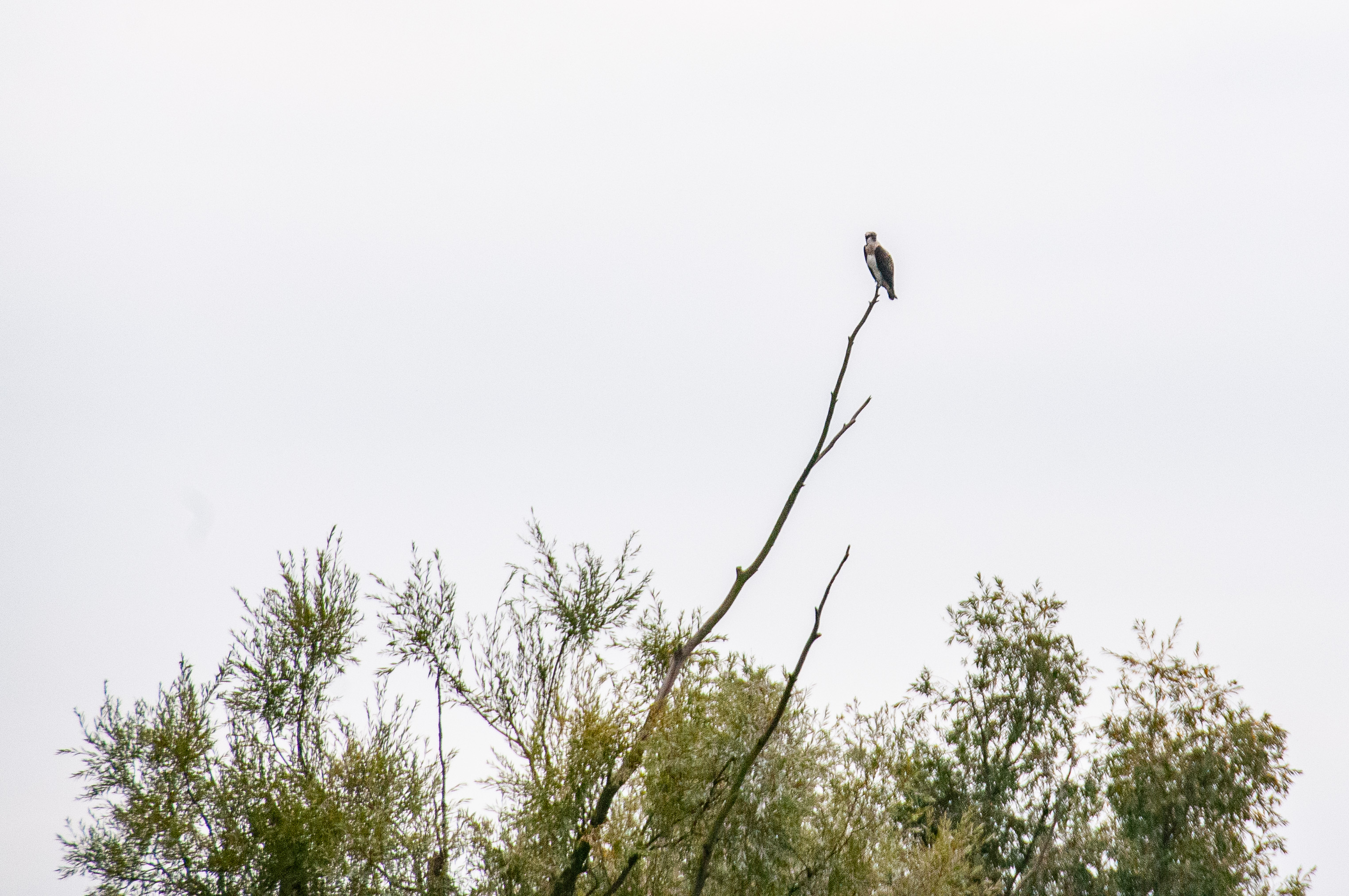 Balbuzard pêcheur juvénile (Osprey, Pandion haliaetus) perché au sommet du dortoir des Grands Cormorans, Dépôt 54 de la Réserve Naturelle de Mont-Bernanchon, Hauts de France.